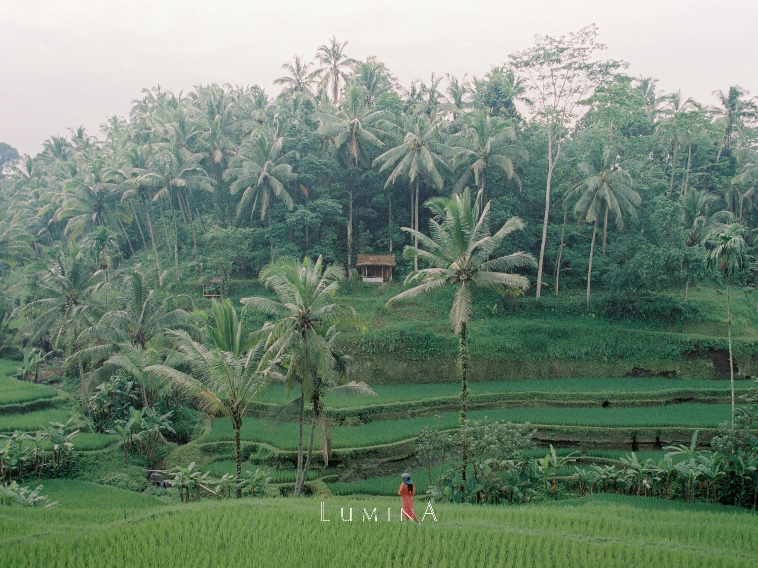 Beautiful rice terrace view in Ubud Bali near Lumina Wellness Retreat